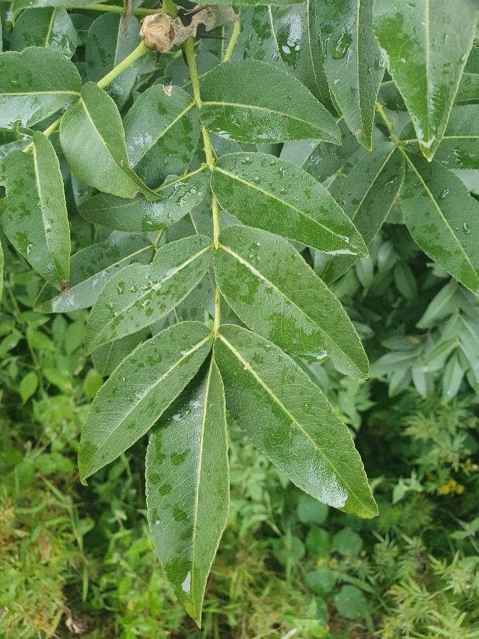 Zanthoxylum chalybeum