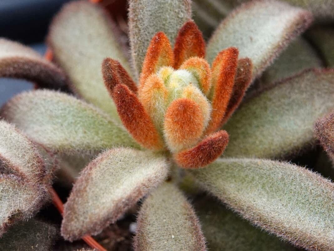 Kalanchoe tomentosa