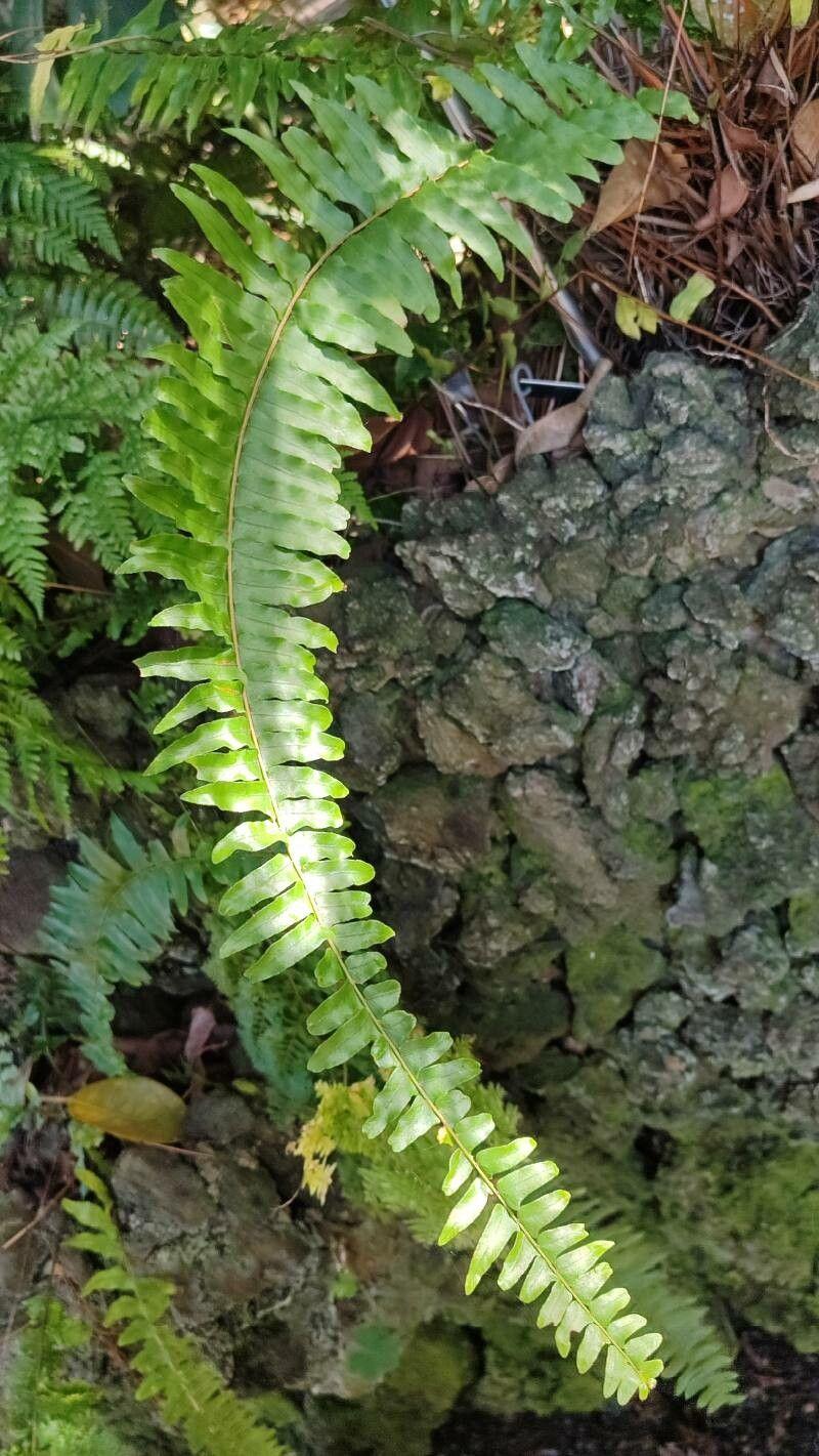 Nephrolepis exaltata