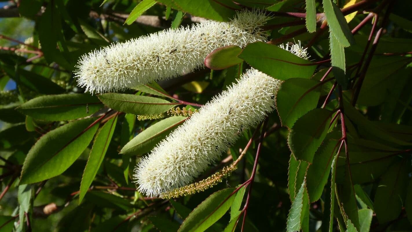 Cunonia capensis