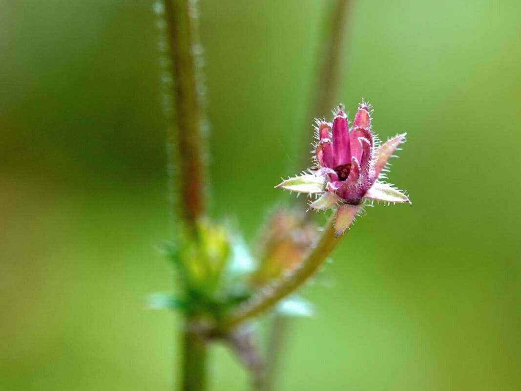 Cichorium endivia