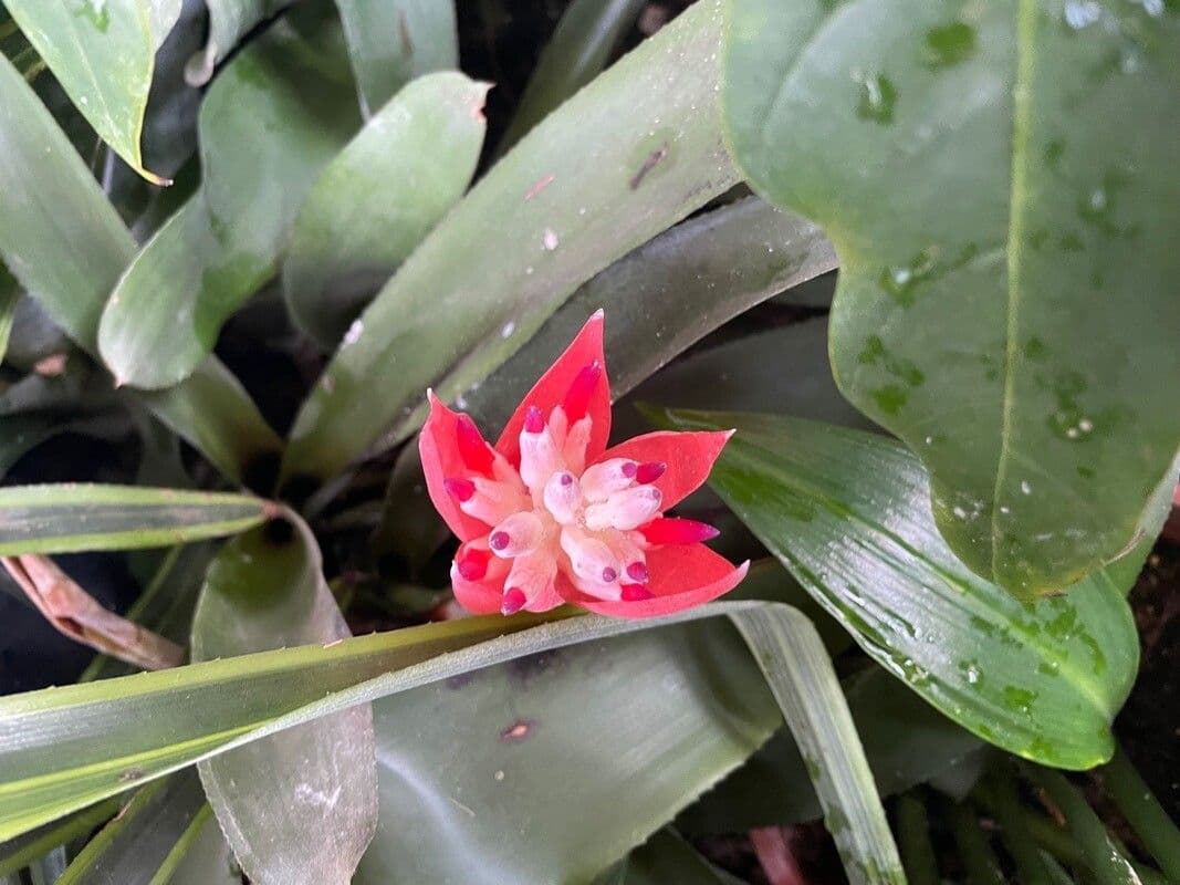 Billbergia pyramidalis