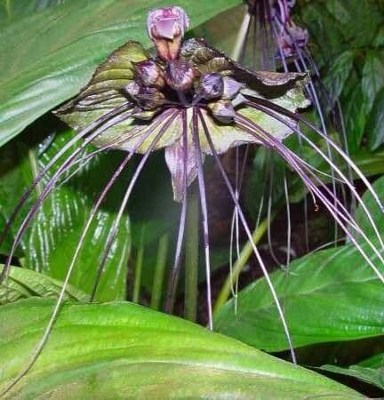 Tacca chantrieri