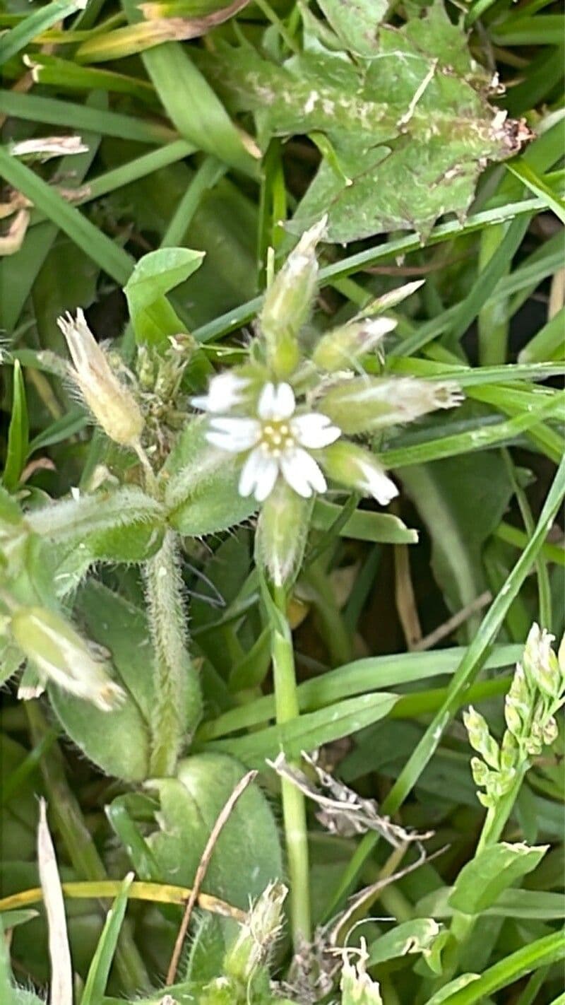 Cerastium fontanum