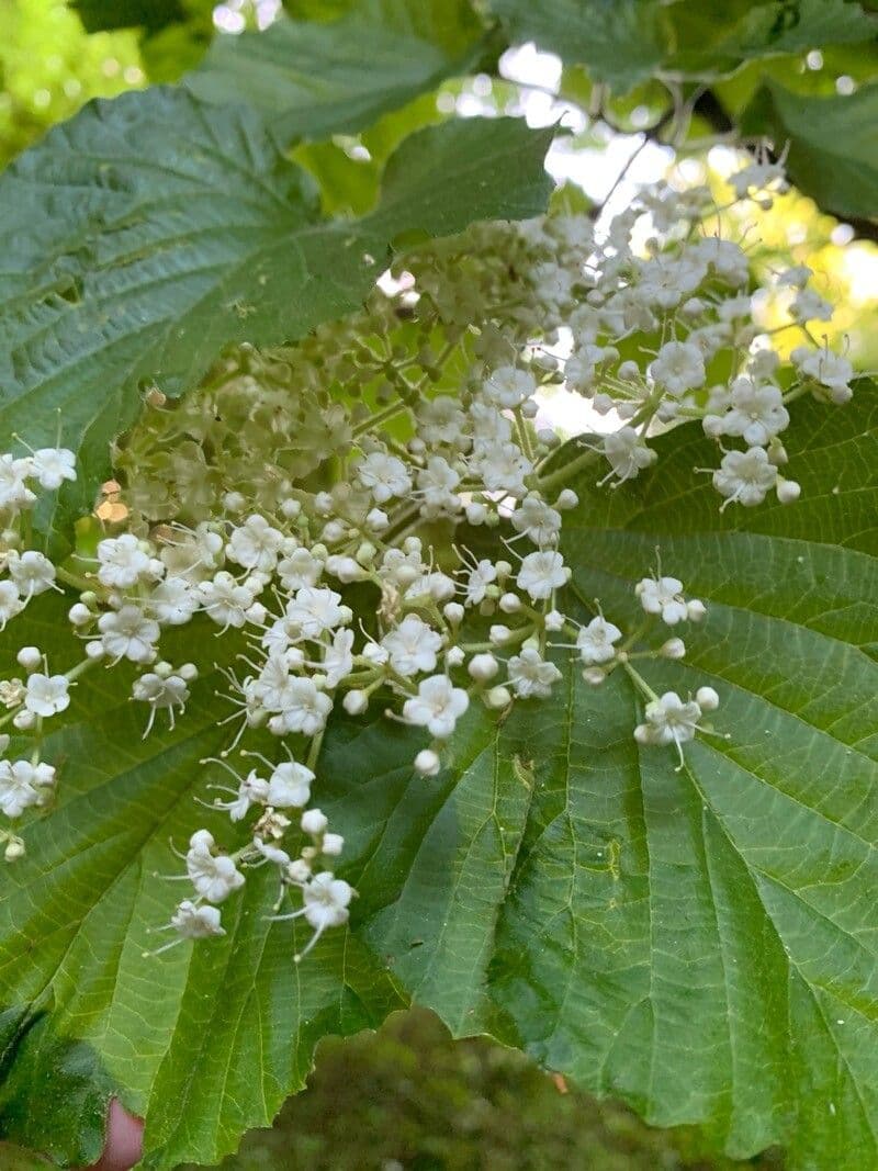 Viburnum dilatatum