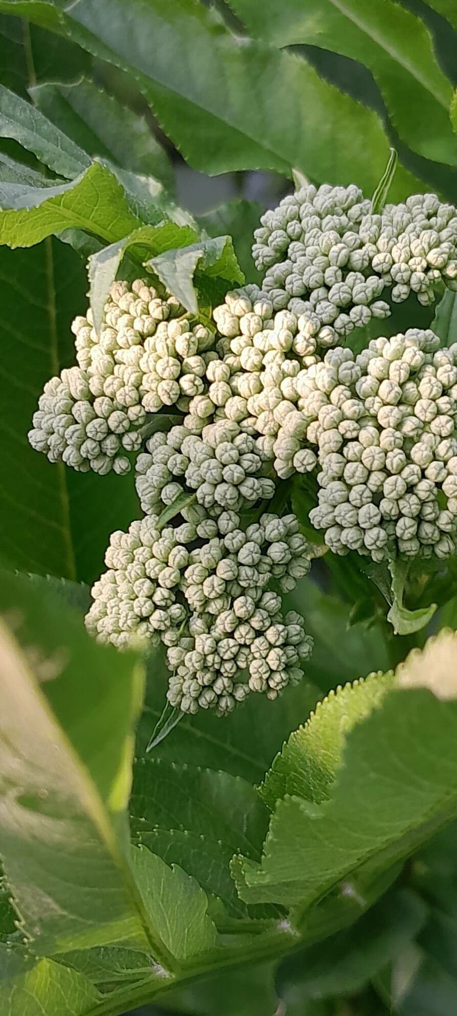 Sambucus ebulus