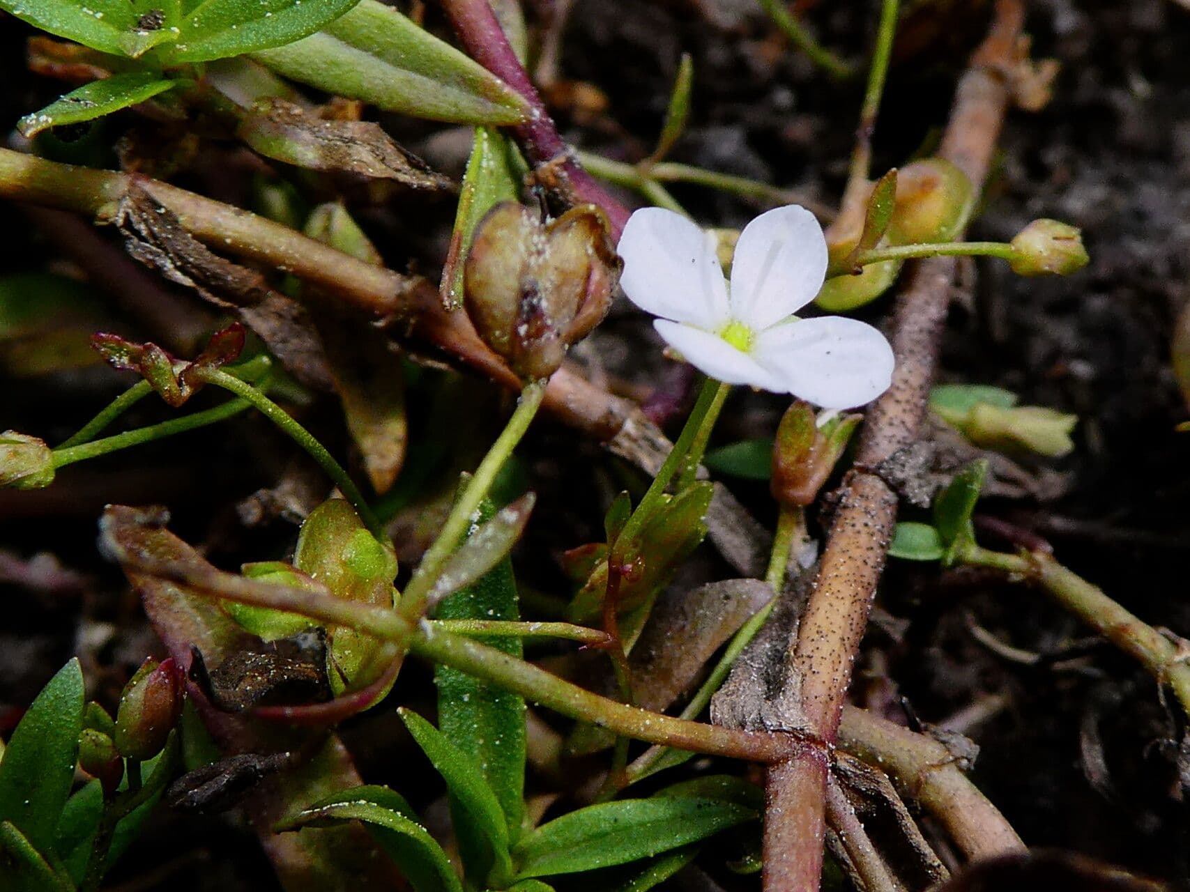 Veronica scutellata