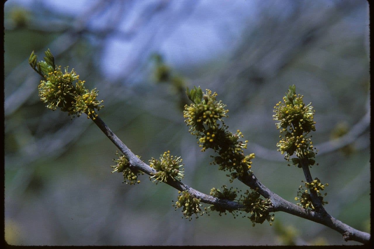 Zanthoxylum americanum