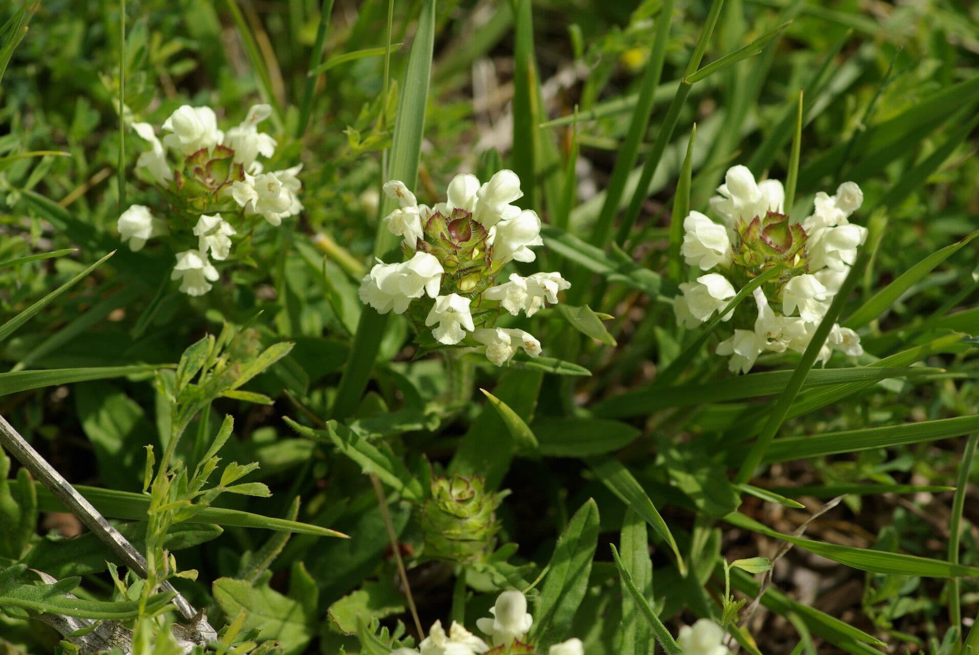 Prunella laciniata