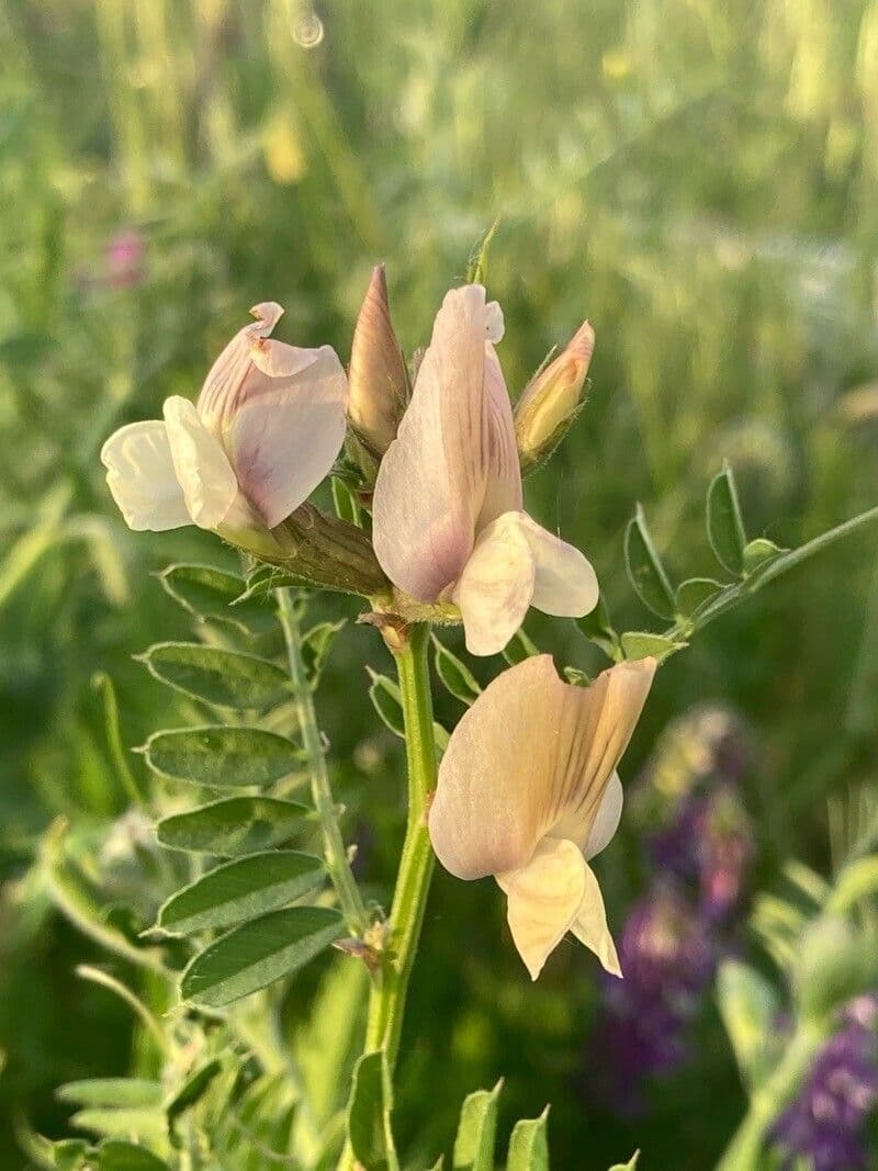 Vicia grandiflora