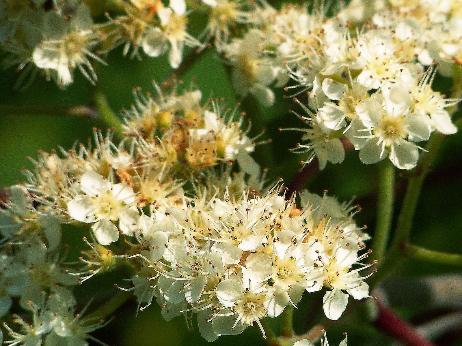 Sorbus americana