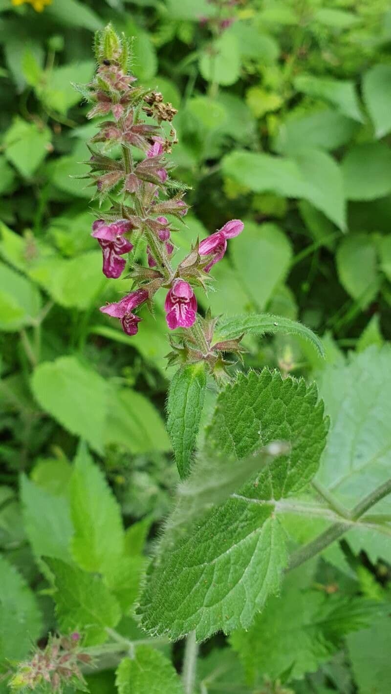 Stachys sylvatica