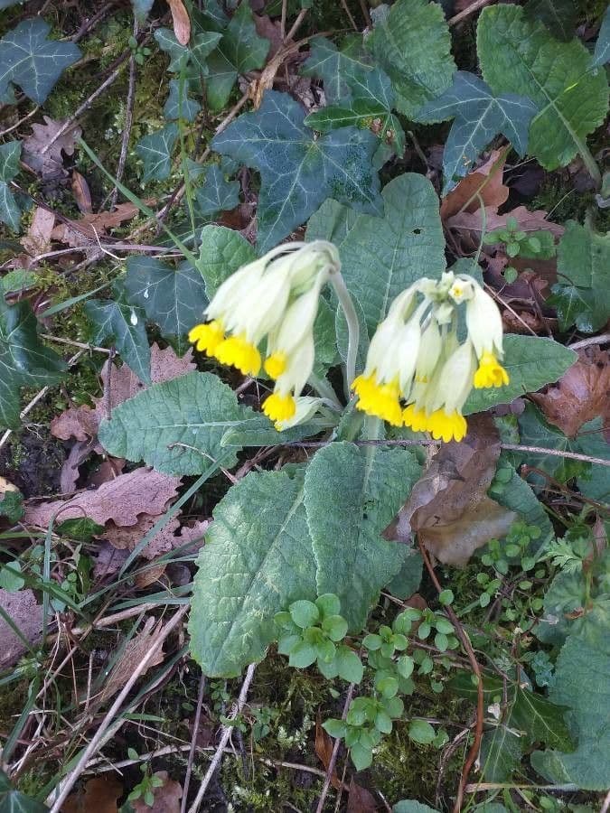 Primula veris