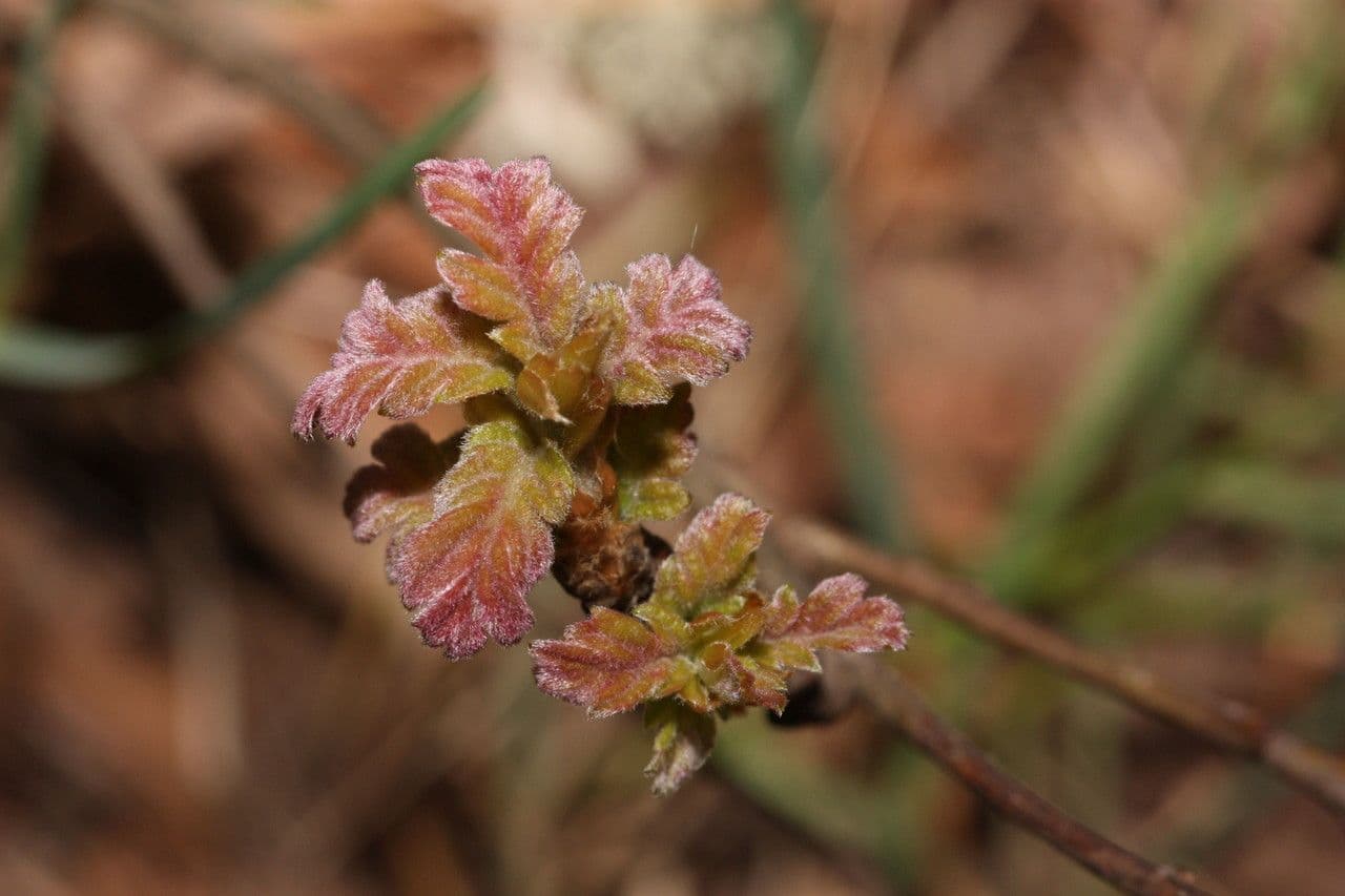Quercus garryana