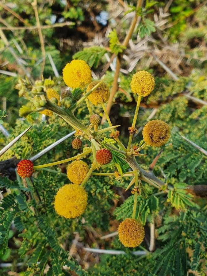 Vachellia nilotica