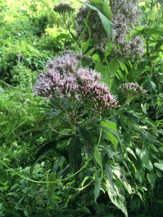 Eupatorium cannabinum