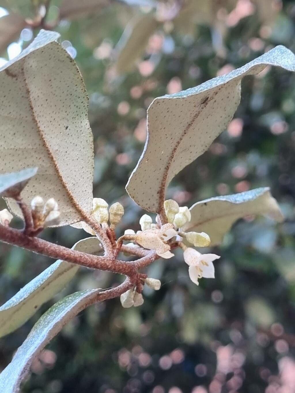 Elaeagnus macrophylla