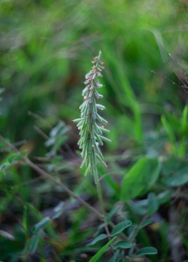 Indigofera tinctoria