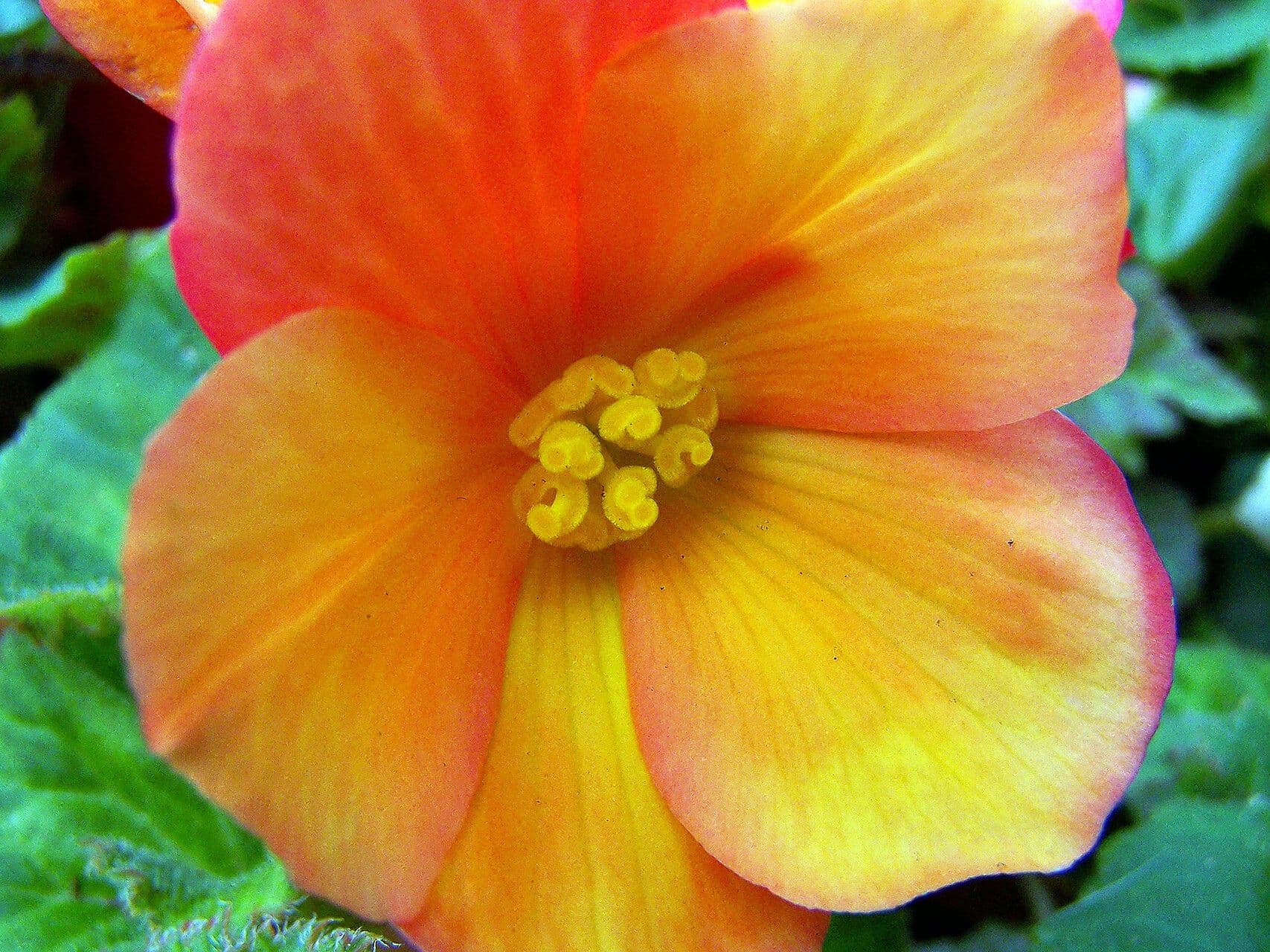 Begonia sutherlandii