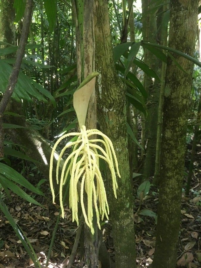 Philodendron verrucosum