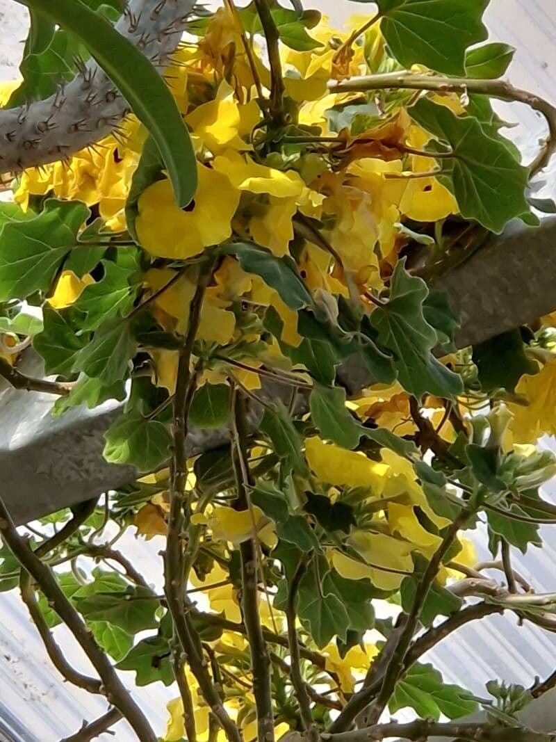 Uncarina grandidieri