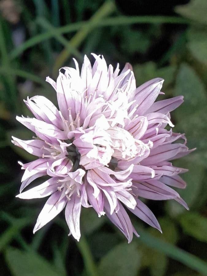 Allium schoenoprasum