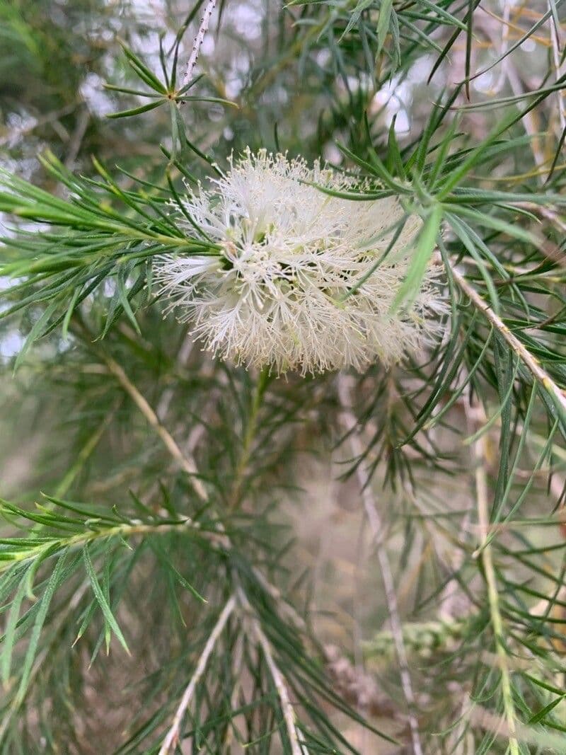 Melaleuca armillaris