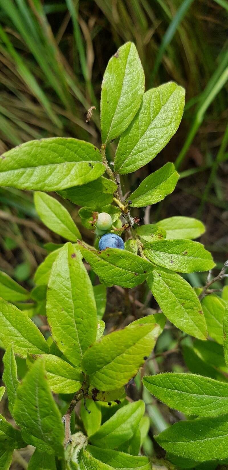 Vaccinium myrtilloides