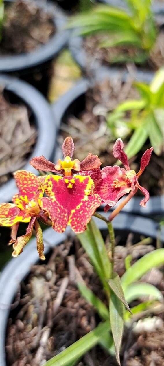 Oncidium baueri