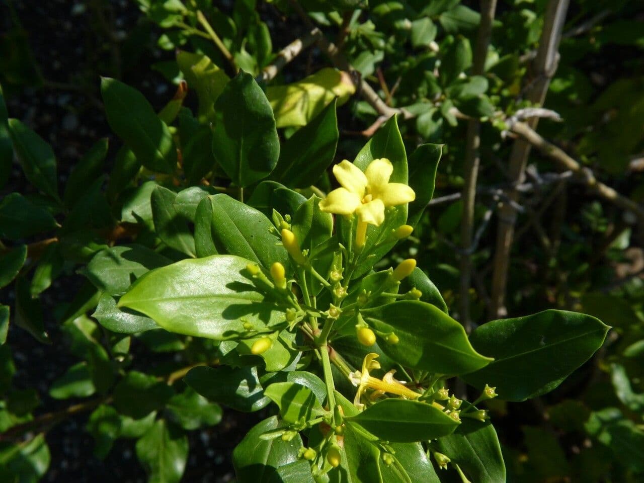 Chrysojasminum odoratissimum