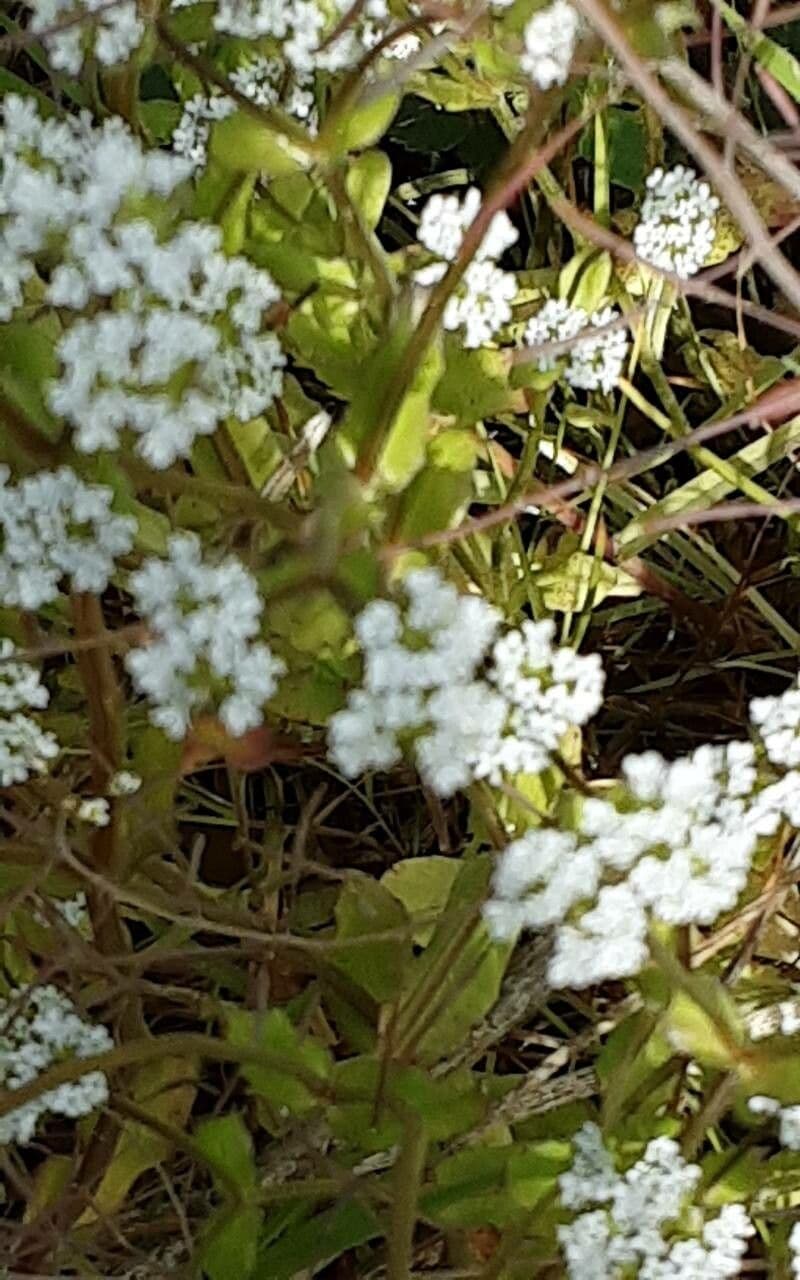 Valeriana dentata