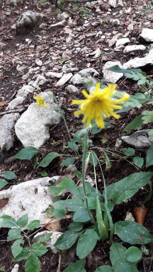 Hieracium nobile
