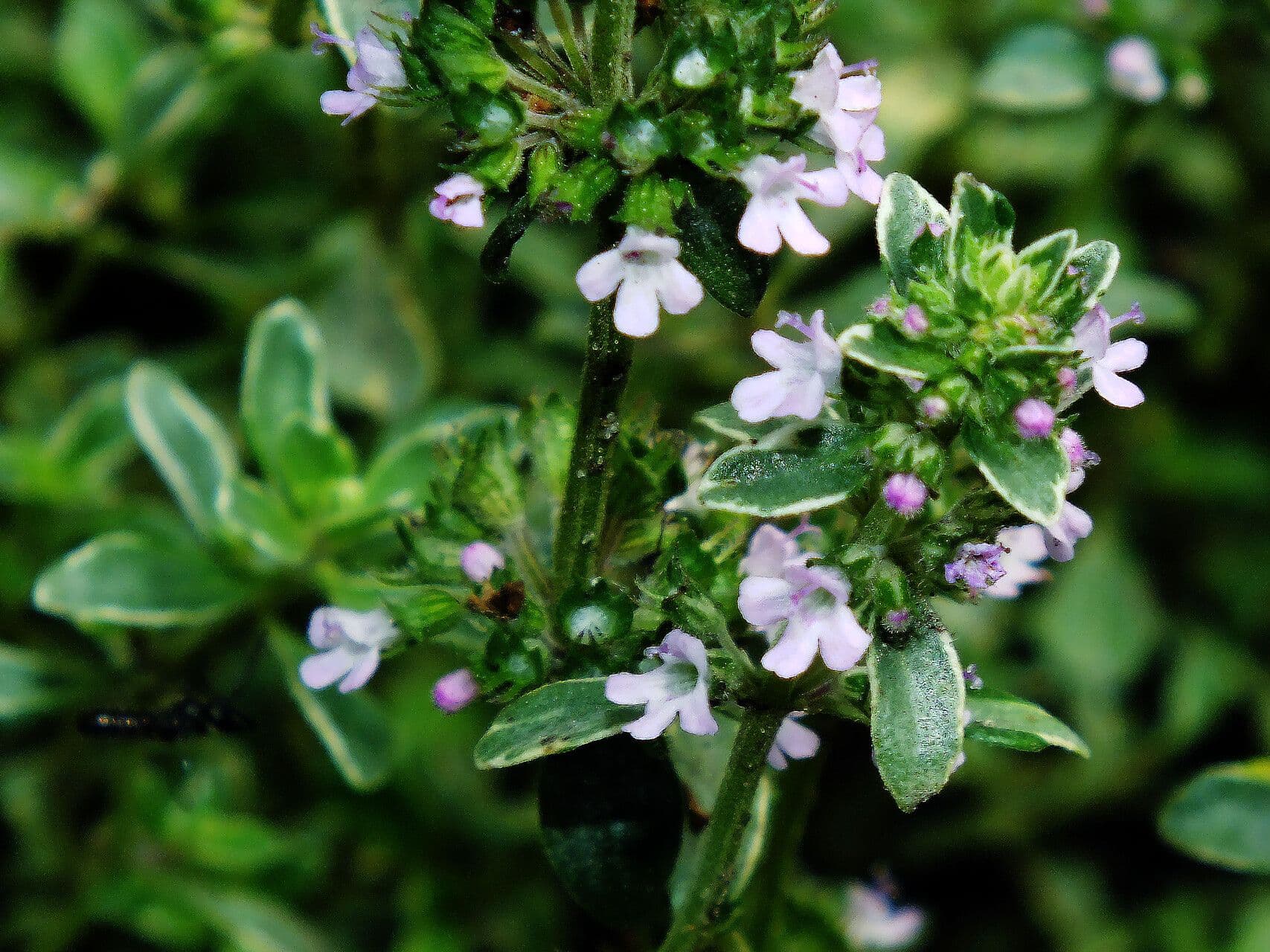 Thymus pulegioides