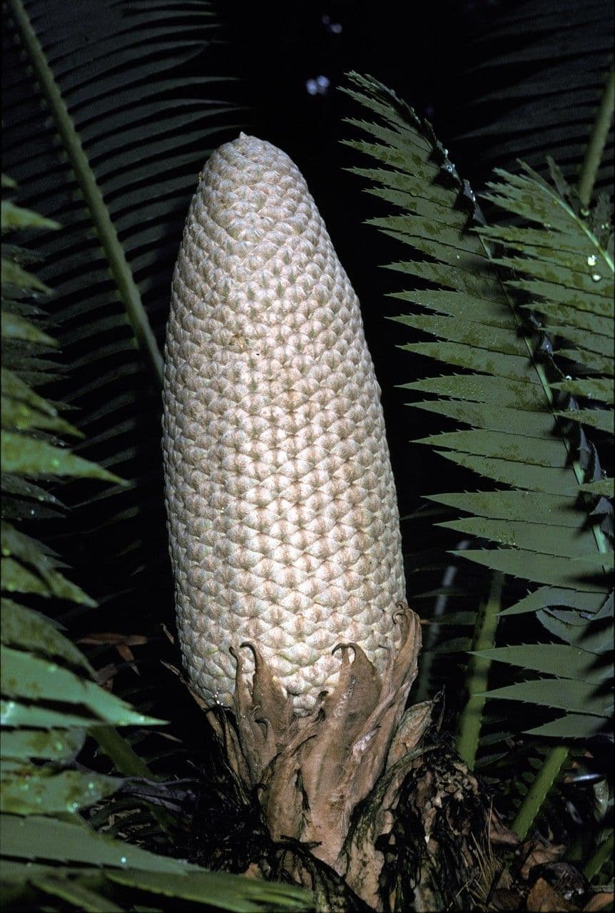 Dioon spinulosum