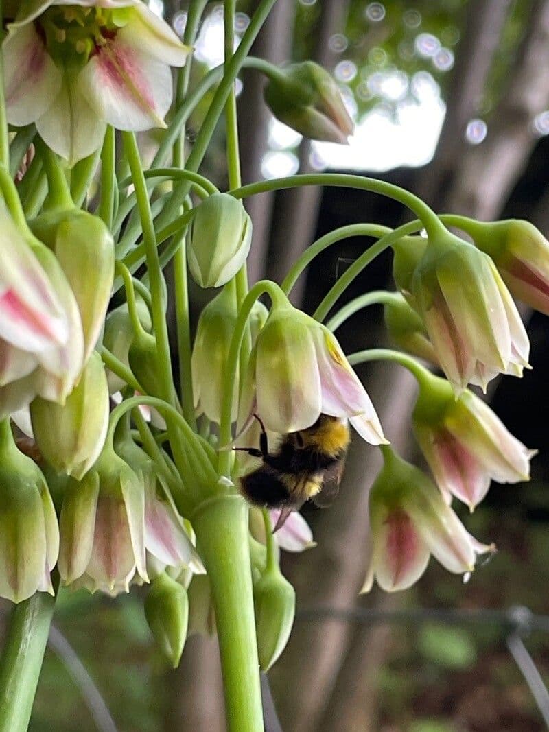 Allium siculum