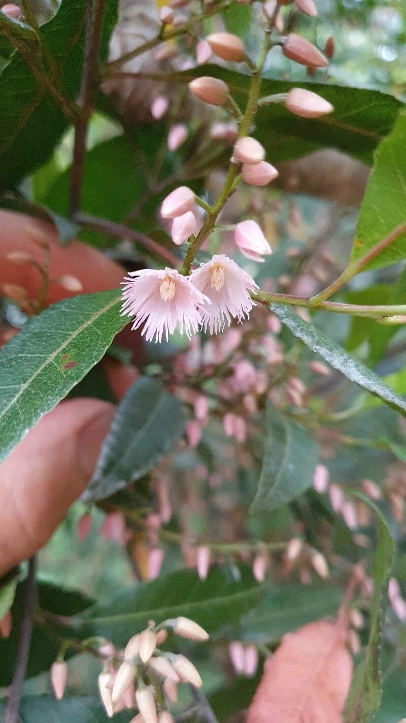 Elaeocarpus reticulatus