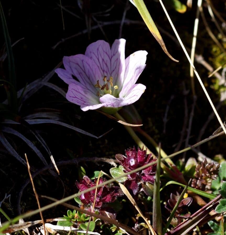 Geranium cinereum