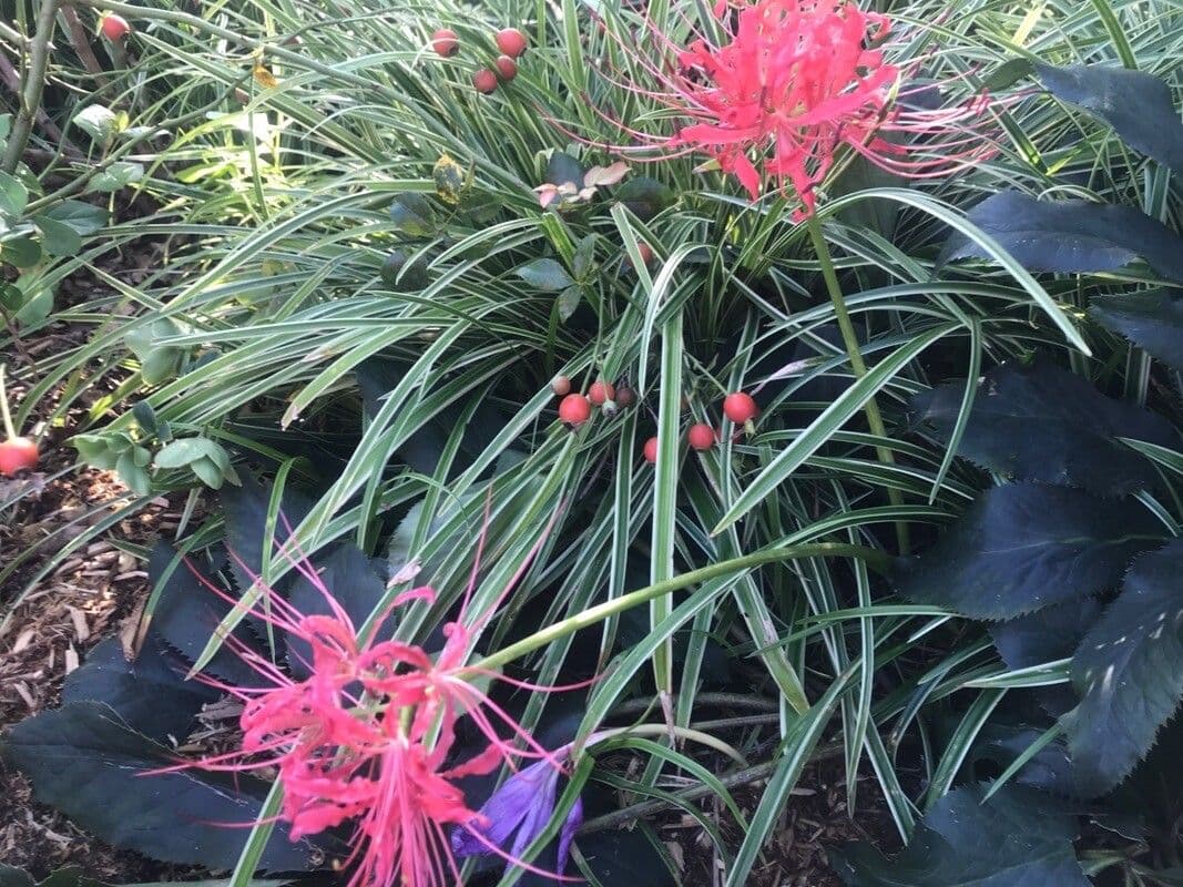 Lycoris radiata