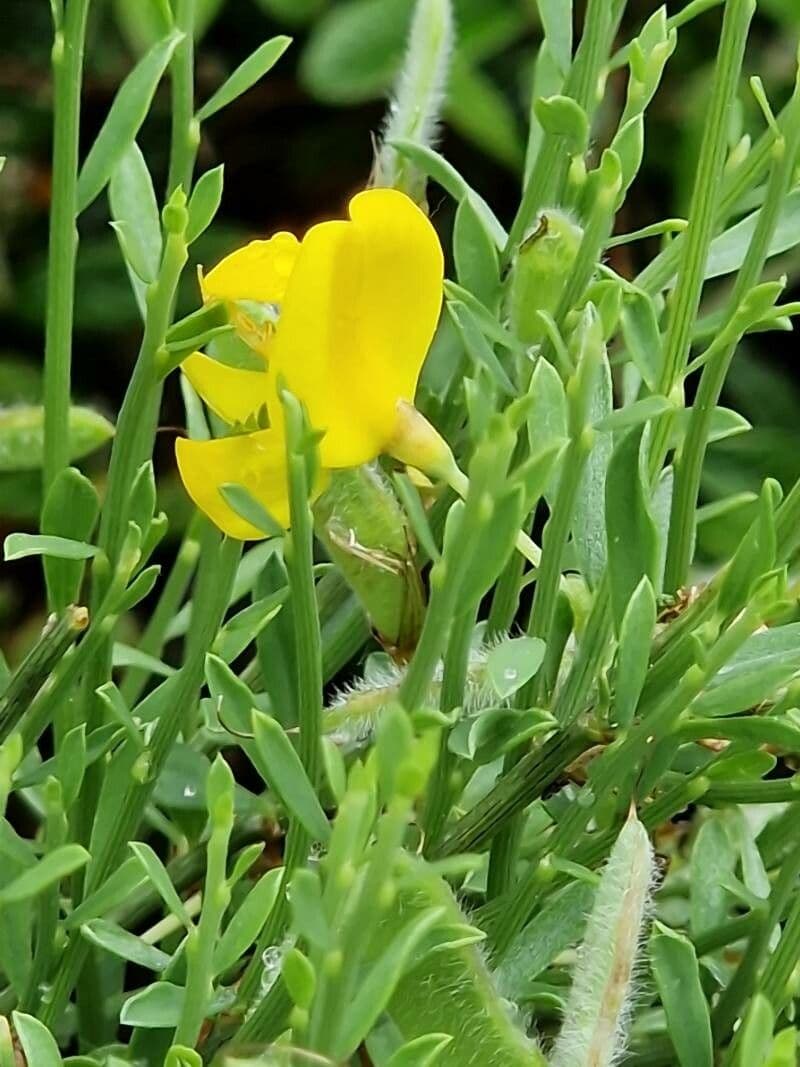 Cytisus decumbens