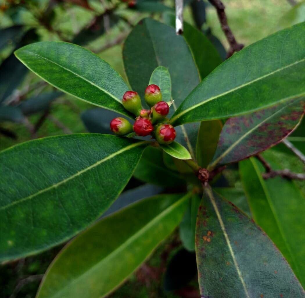 Xanthostemon chrysanthus