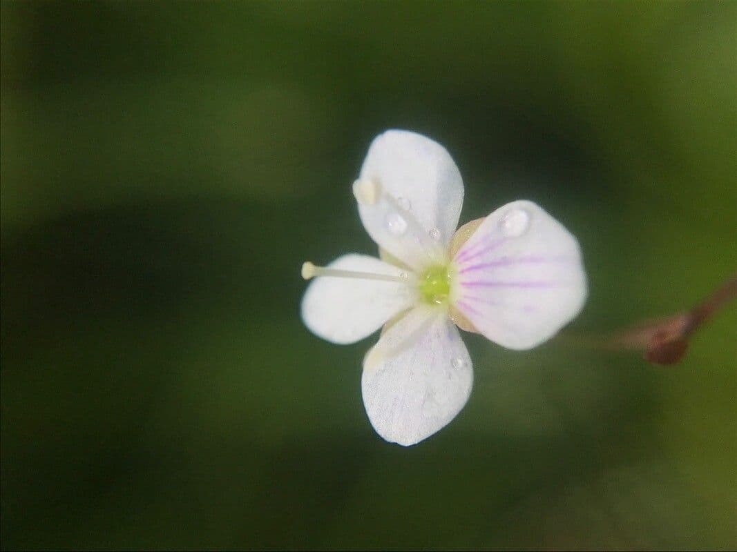 Veronica catenata