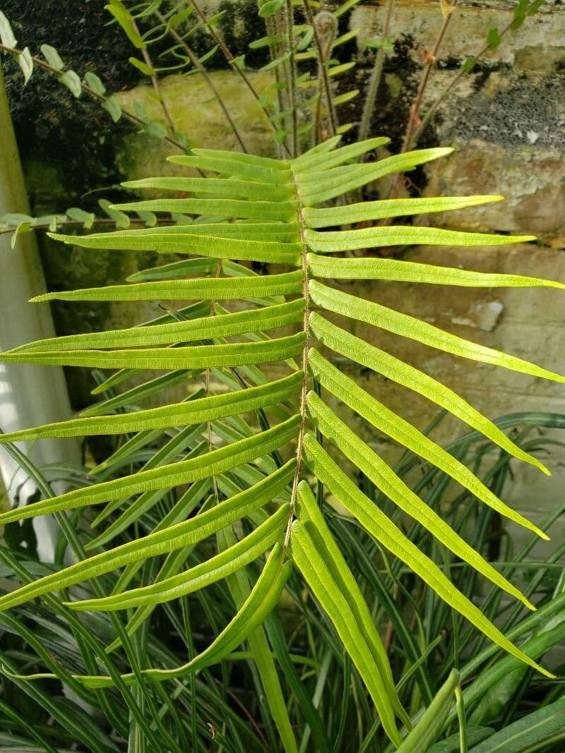 Pteris vittata