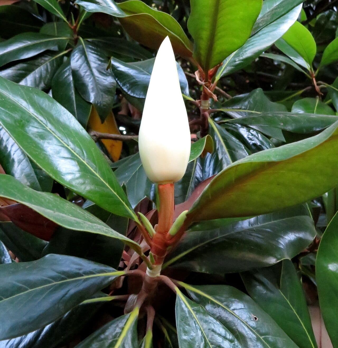 Magnolia grandiflora