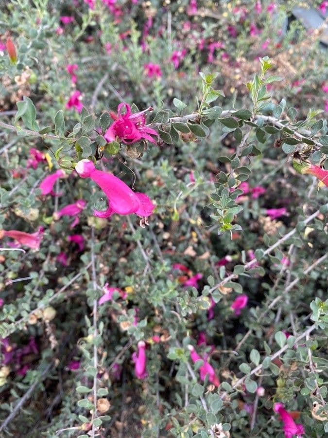 Penstemon newberryi