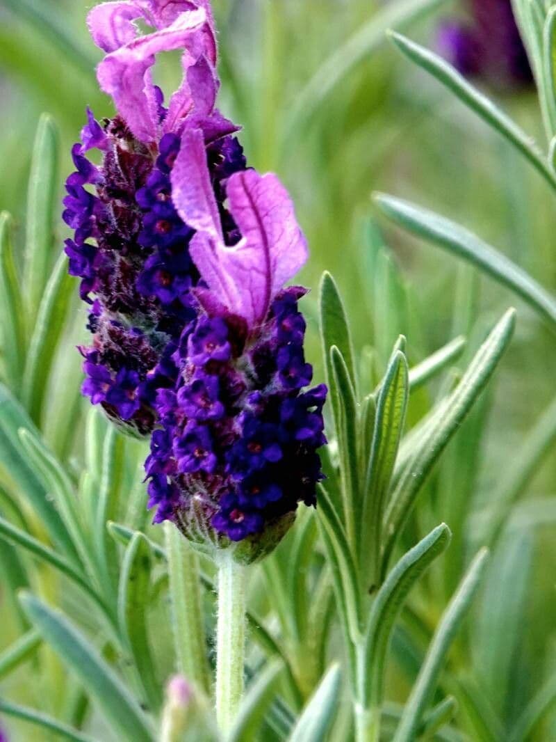 Lavandula stoechas