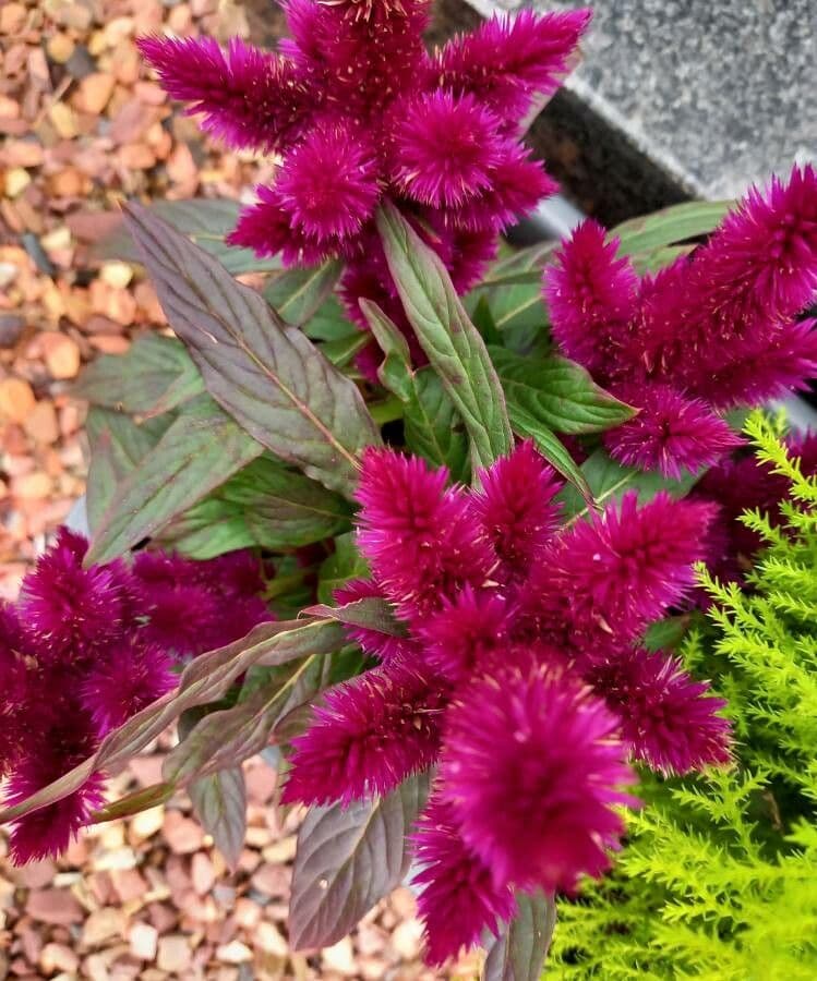 Celosia argentea