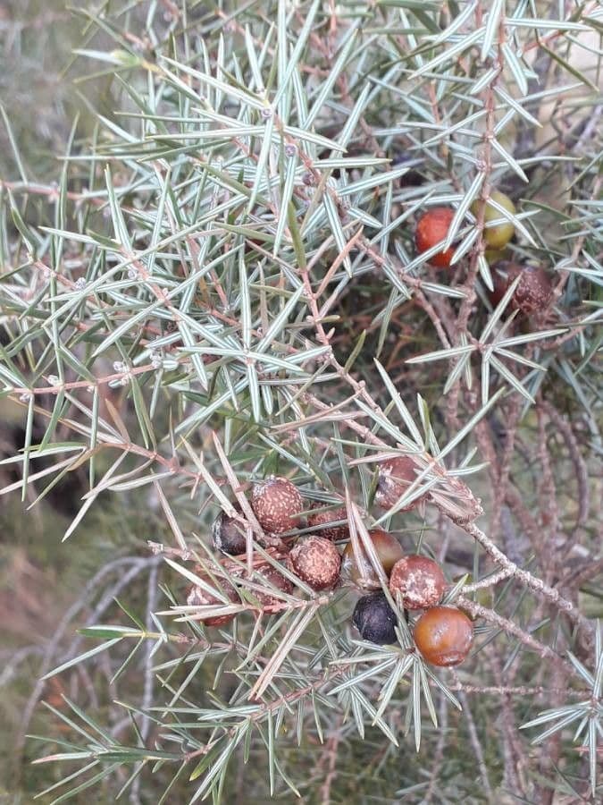 Juniperus oxycedrus