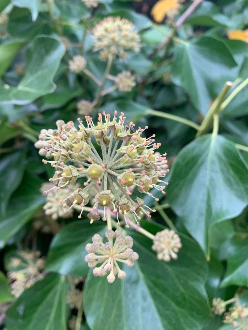 Hedera canariensis