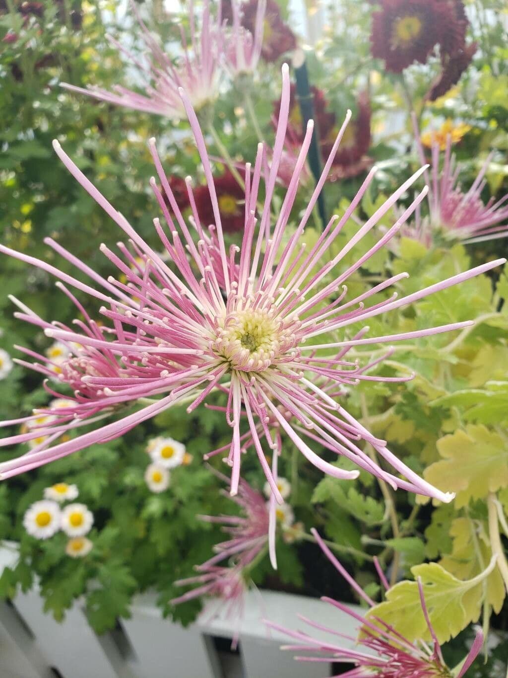 Chrysanthemum morifolium