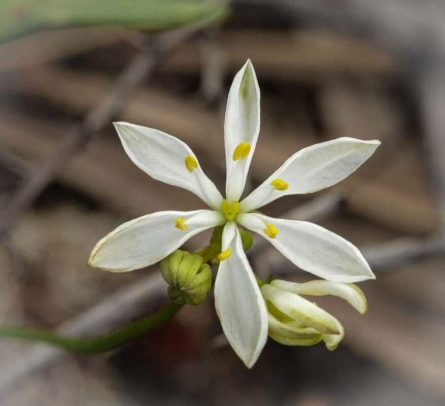 Chlorophytum zavattarii